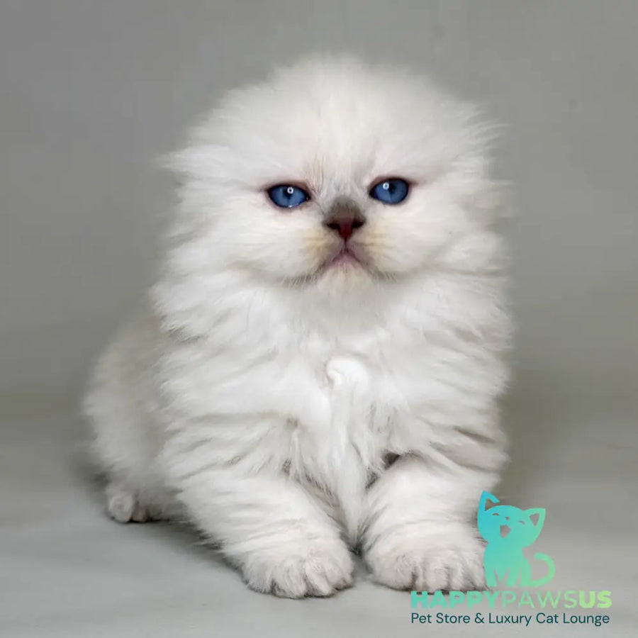 Stormy Munchkin female blue shaded pointed - live animals
