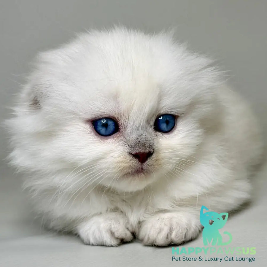 Stormy Munchkin female blue shaded pointed - live animals