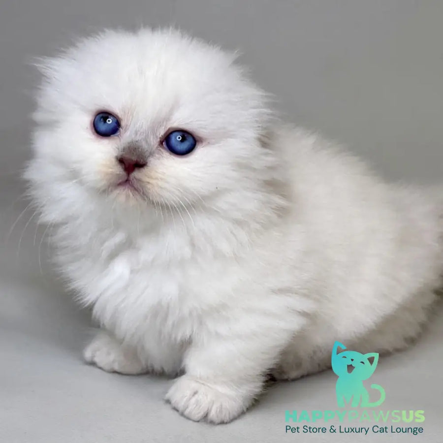Stormy Munchkin female blue shaded pointed - live animals