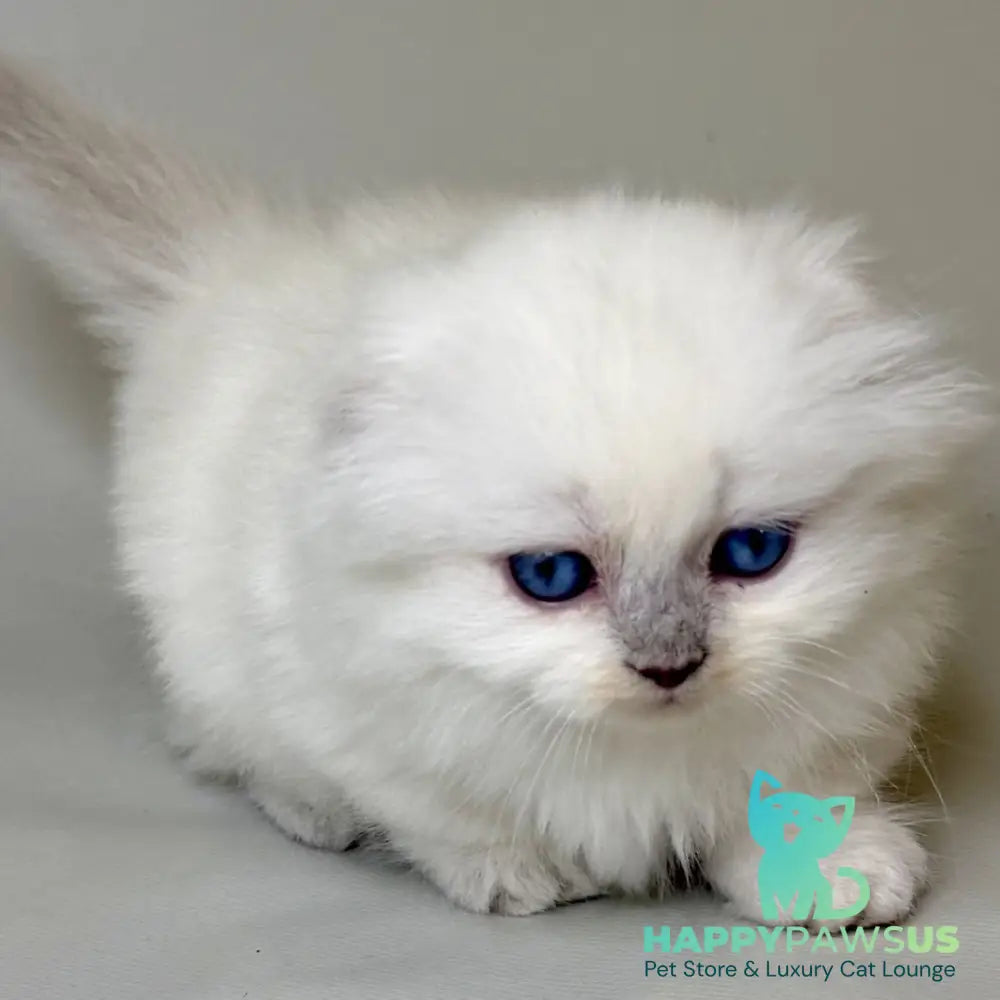 Stormy Munchkin female blue shaded pointed - live animals