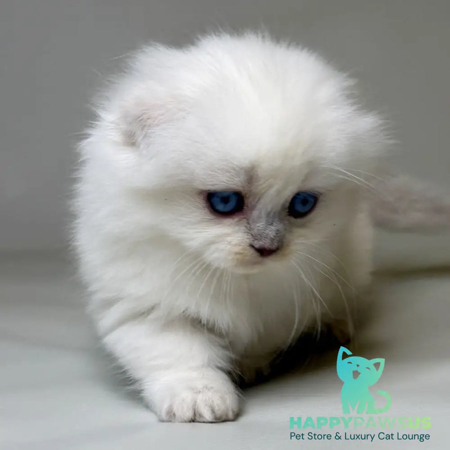 Stormy Munchkin female blue shaded pointed - live animals