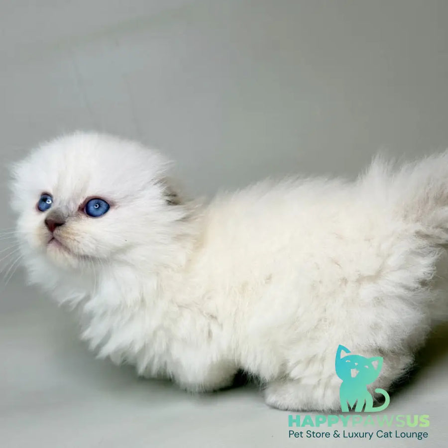 Stormy Munchkin female blue shaded pointed - live animals