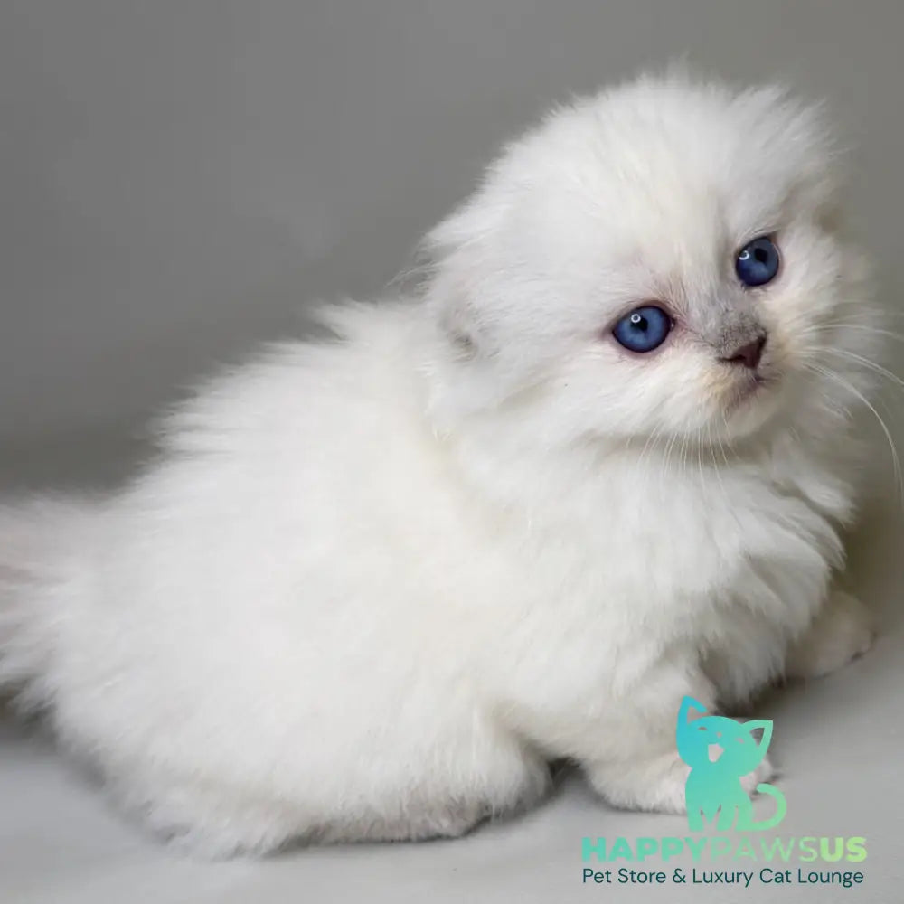 Stormy Munchkin female blue shaded pointed - live animals