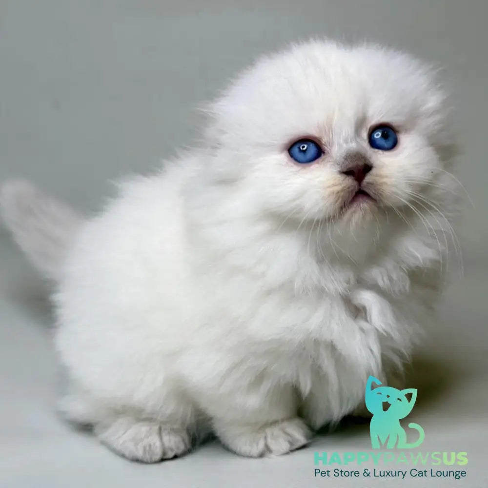 Stormy Munchkin female blue shaded pointed - live animals