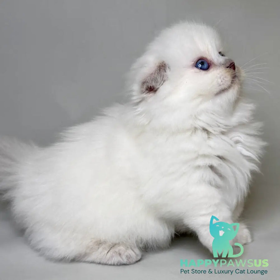 Stormy Munchkin female blue shaded pointed - live animals
