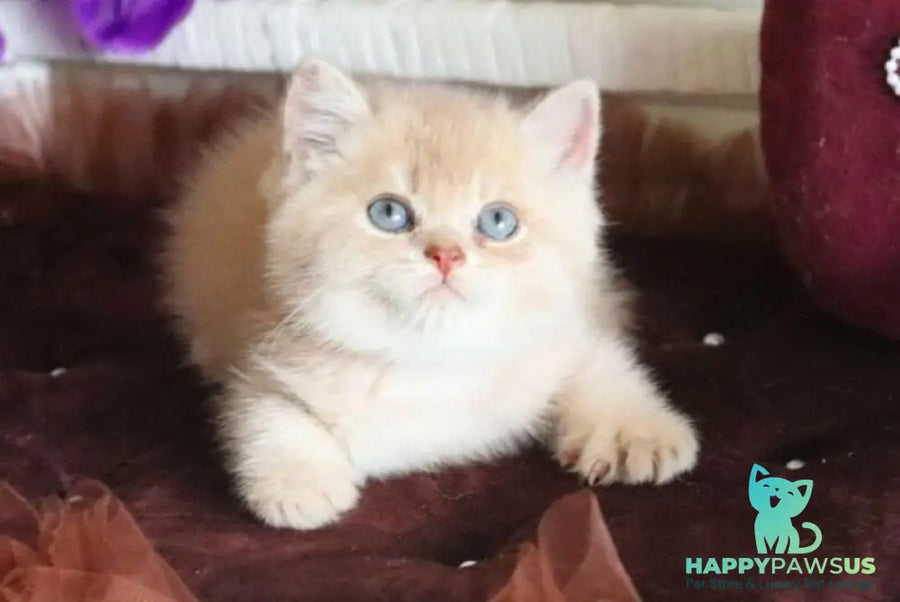 Stoun British Shorthair male lilac golden shaded - live animals