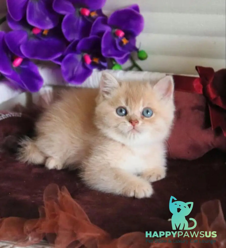 Stoun British Shorthair male lilac golden shaded - live animals