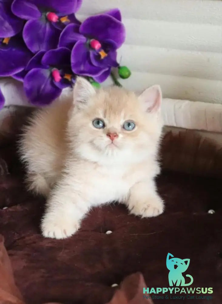Stoun British Shorthair male lilac golden shaded - live animals