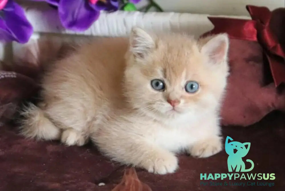 Stoun British Shorthair male lilac golden shaded - live animals