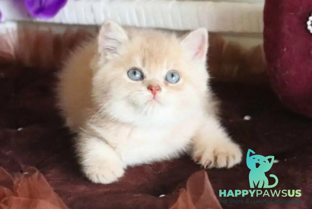 Stoun British Shorthair male lilac golden shaded - live animals