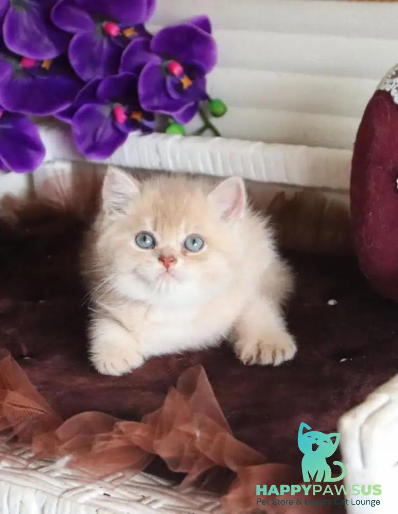 Stoun British Shorthair male lilac golden shaded - live animals