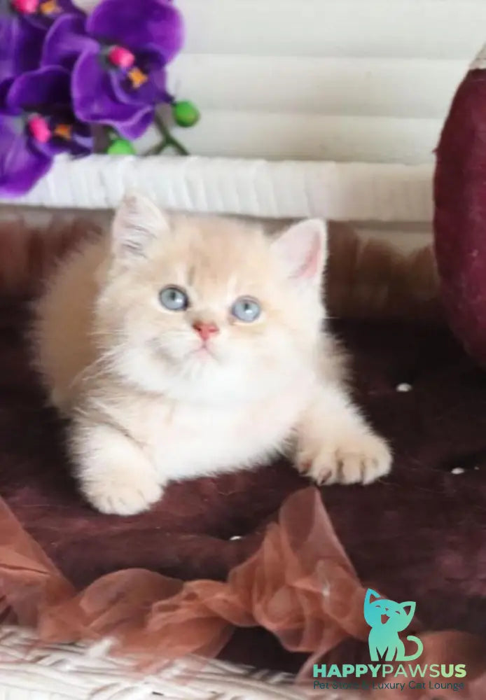 Stoun British Shorthair male lilac golden shaded - live animals