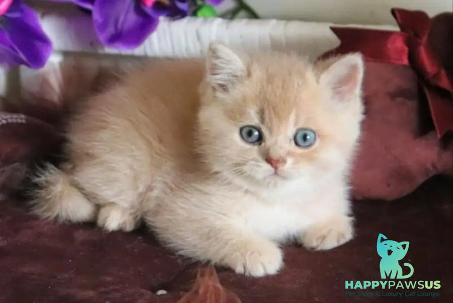 Stoun British Shorthair male lilac golden shaded - live animals
