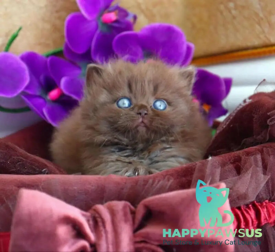 Stream British Longhair male chocolate - live animals