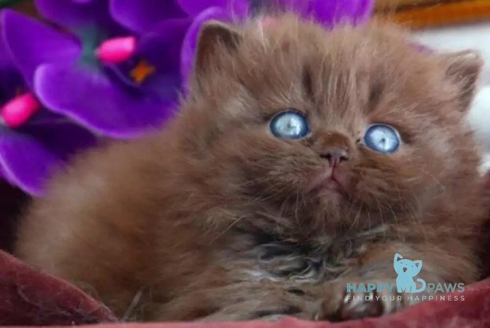 Stream British Longhair male chocolate - live animals