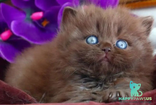 Stream British Longhair male chocolate - live animals
