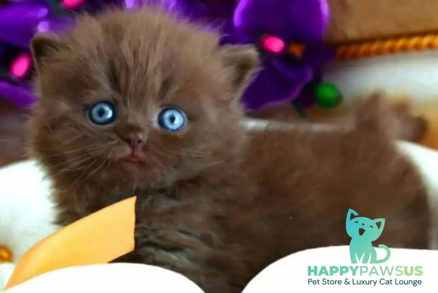 Stream British Longhair male chocolate - live animals