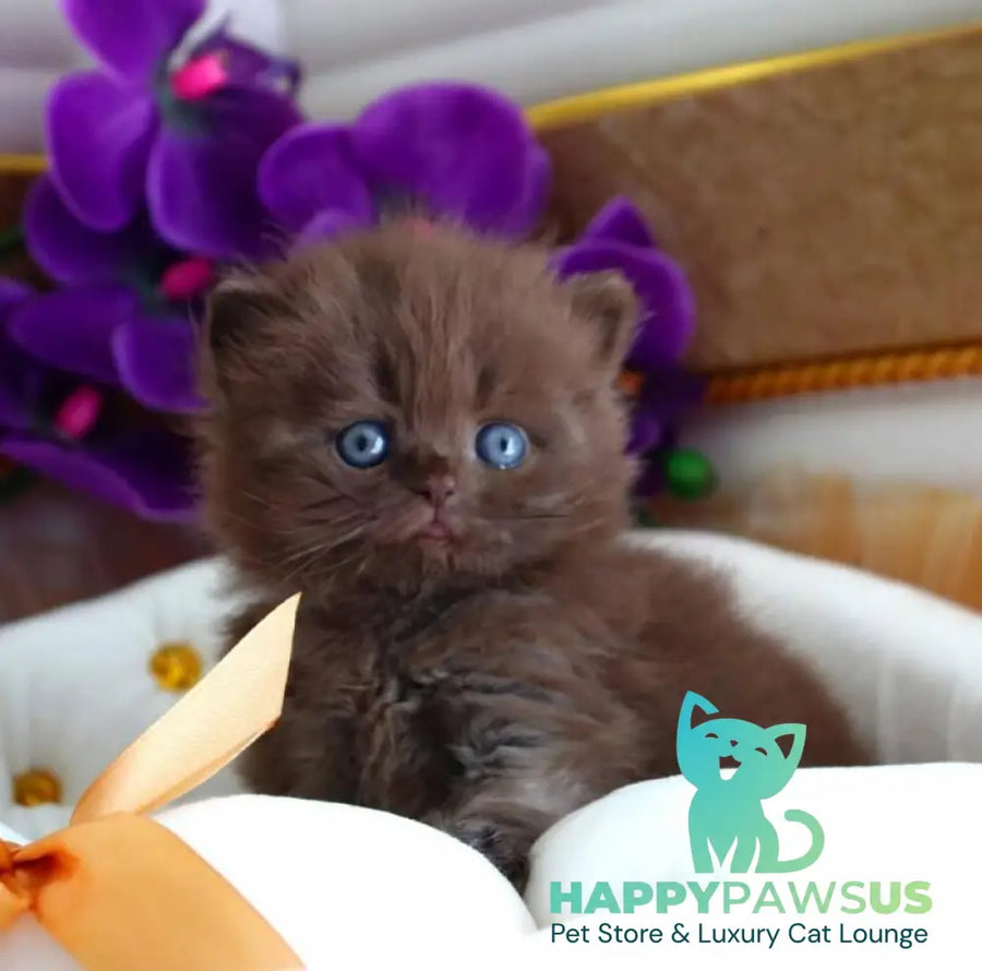 Stream British Longhair male chocolate - live animals