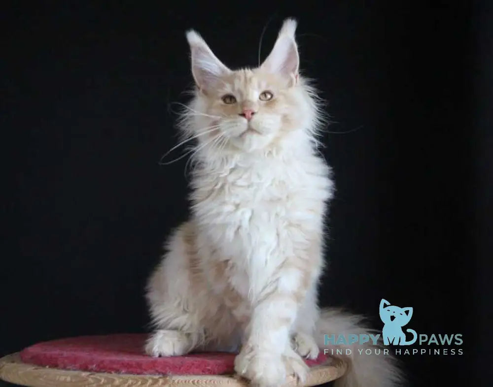 Strudel Maine Coon male red silver live animals