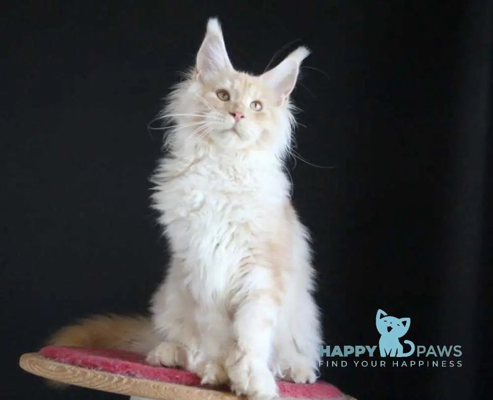 Strudel Maine Coon male red silver live animals