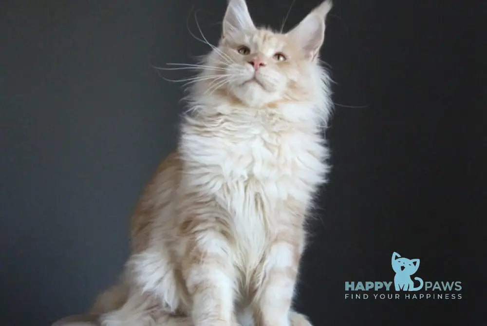 Strudel Maine Coon male red silver live animals
