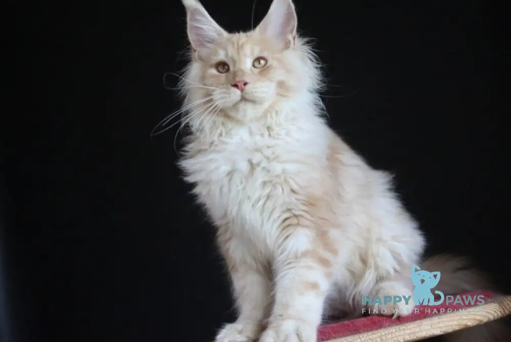 Strudel Maine Coon male red silver live animals