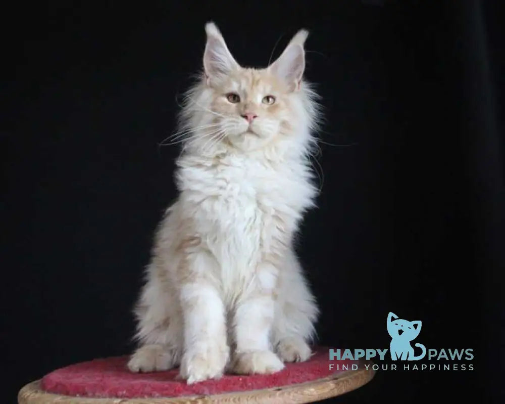 Strudel Maine Coon male red silver live animals