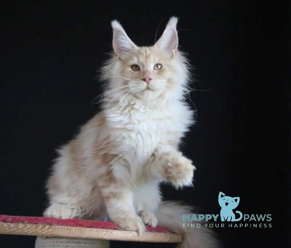 Strudel Maine Coon male red silver live animals