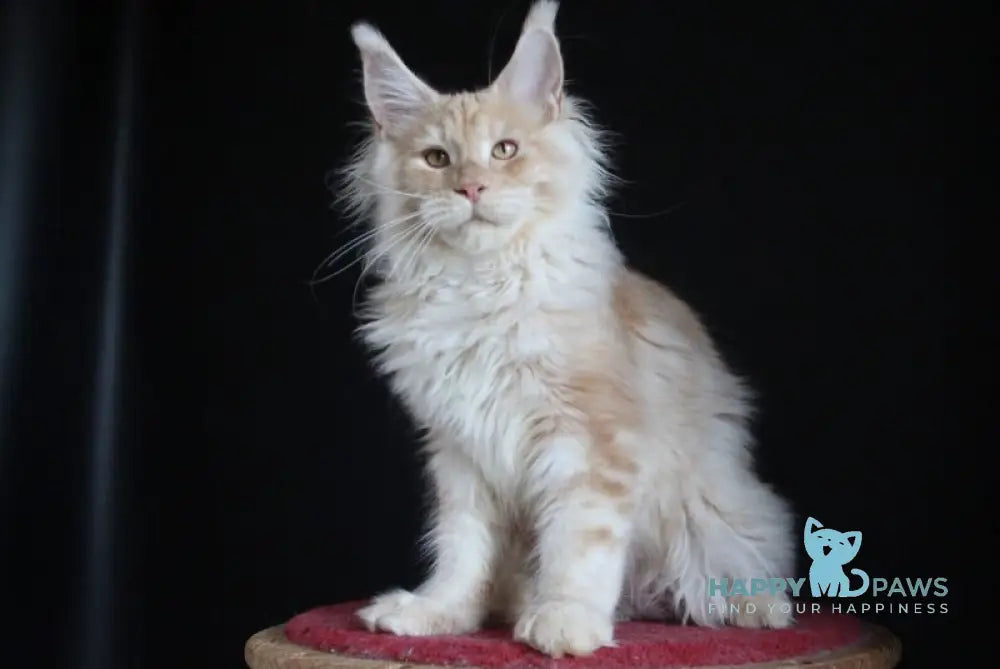 Strudel Maine Coon male red silver live animals