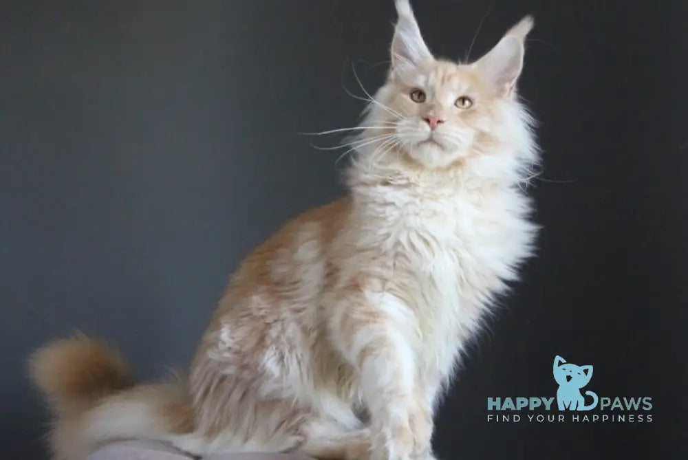 Strudel Maine Coon male red silver live animals
