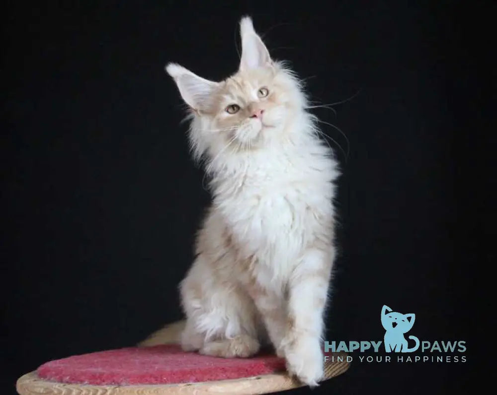 Strudel Maine Coon male red silver live animals