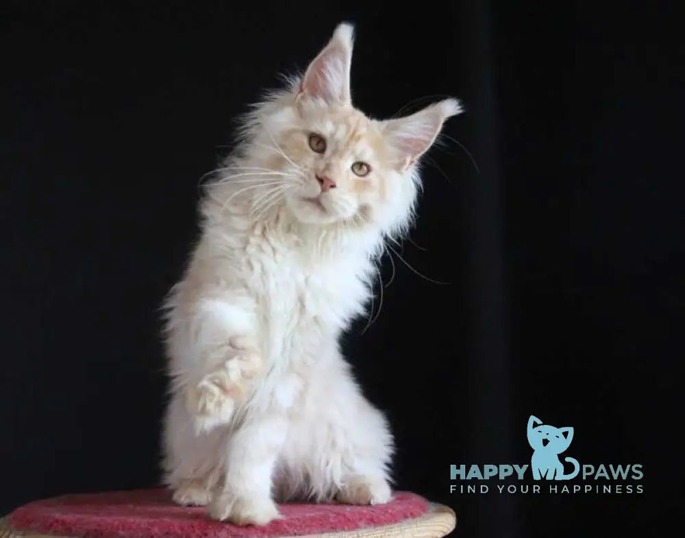 Strudel Maine Coon male red silver live animals