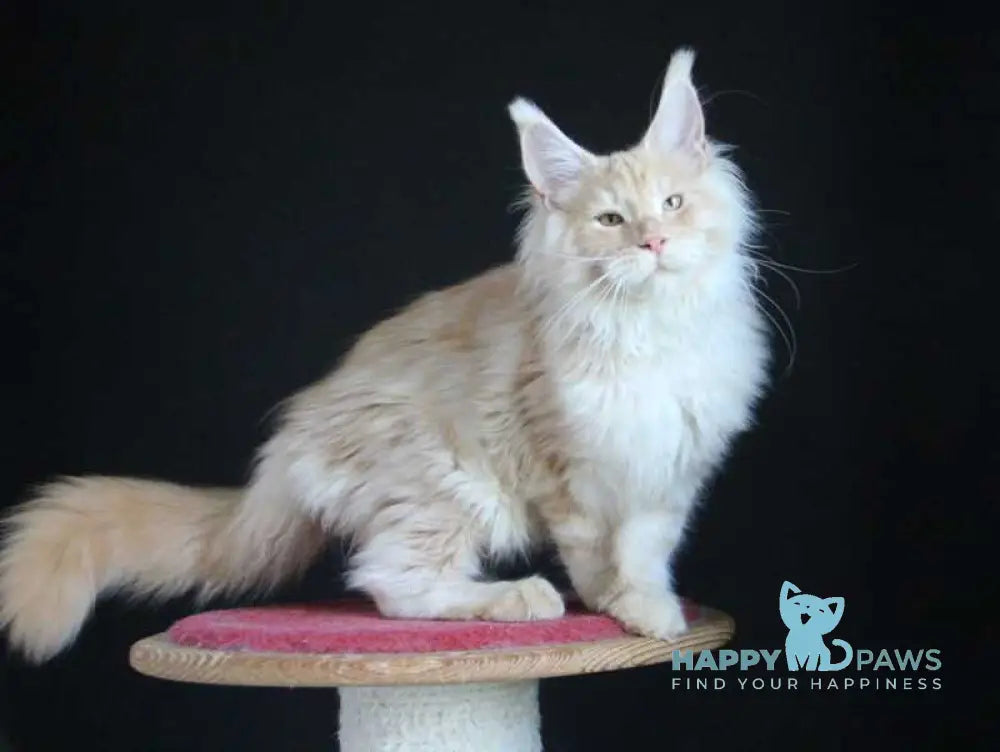 Strudel Maine Coon male red silver live animals