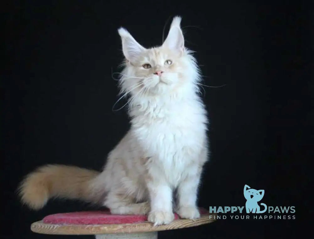 Strudel Maine Coon male red silver live animals