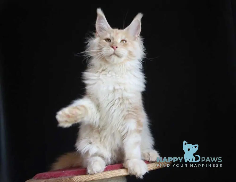 Strudel Maine Coon male red silver live animals