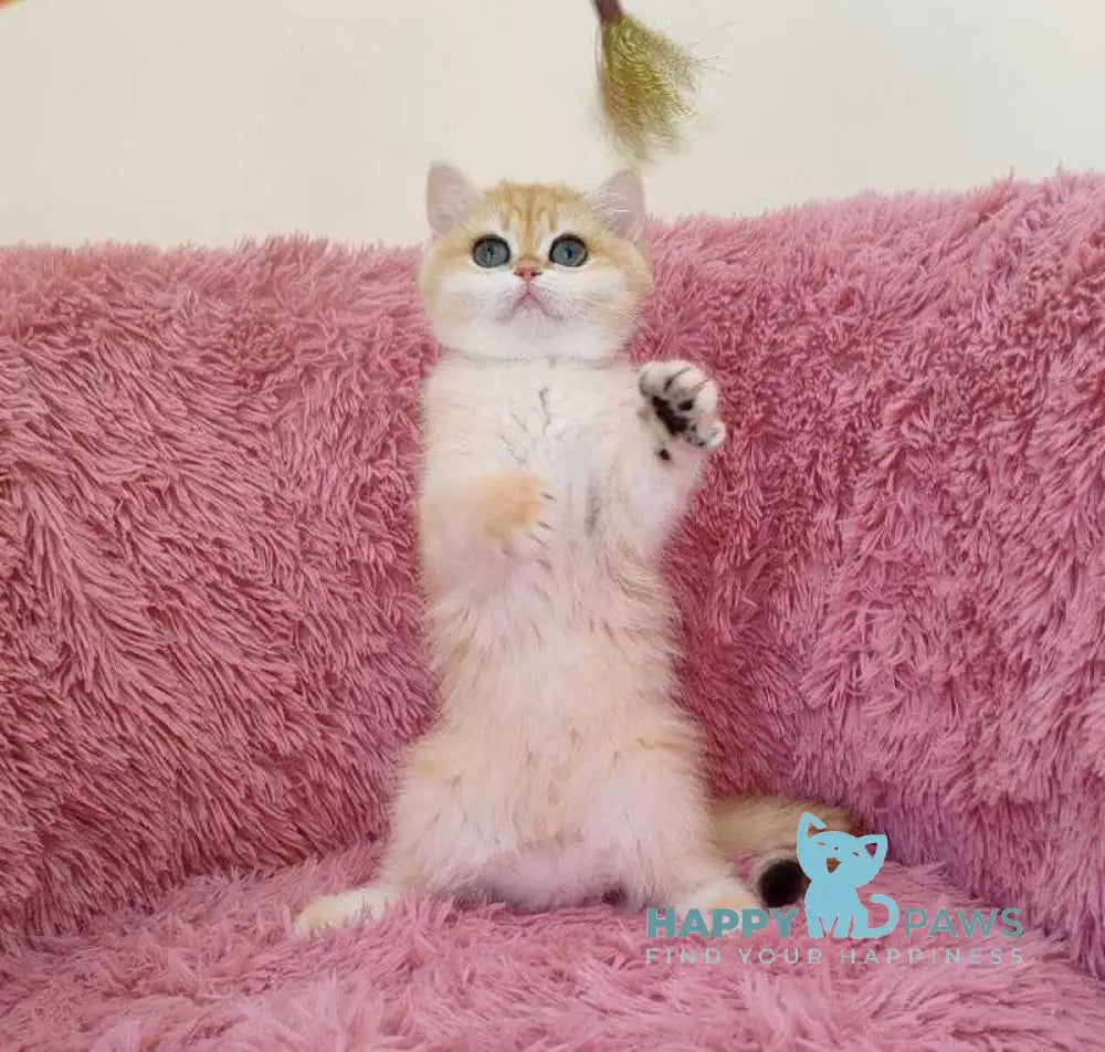 Stycia British Shorthair female black golden chinchilla live animals