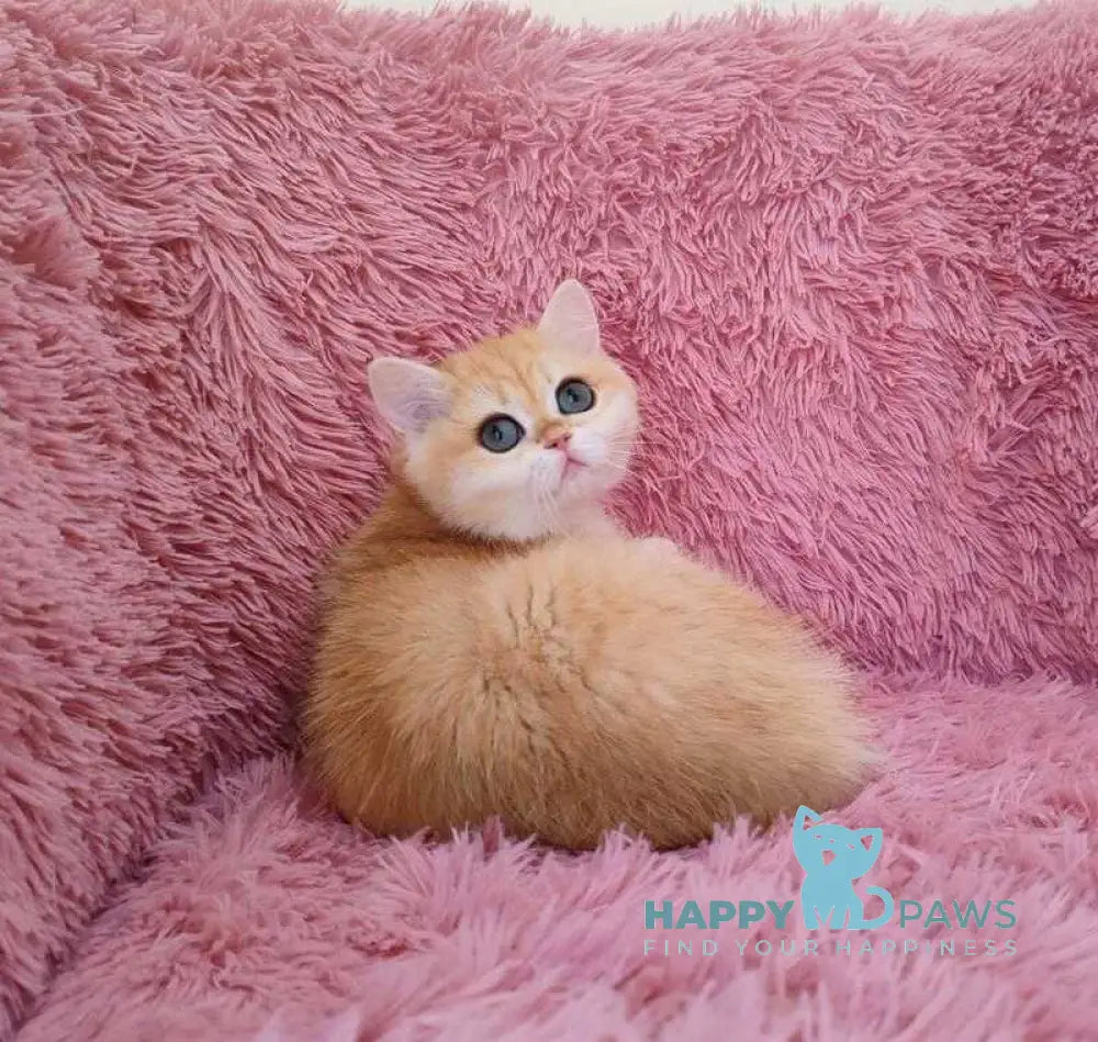 Stycia British Shorthair female black golden chinchilla live animals