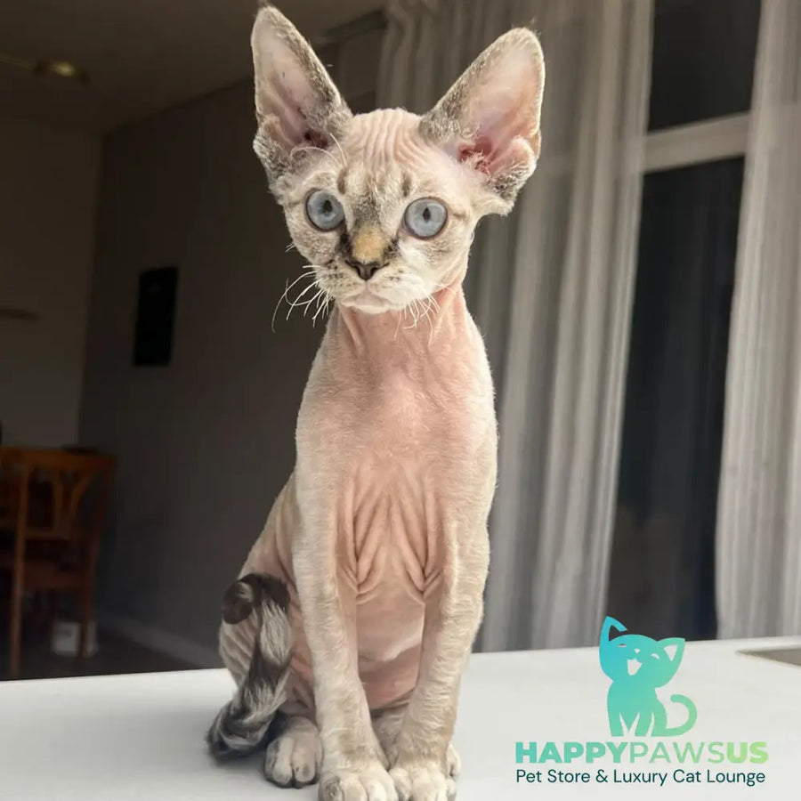 Sugar Devon Rex female black tortie tabby pointed - live animals