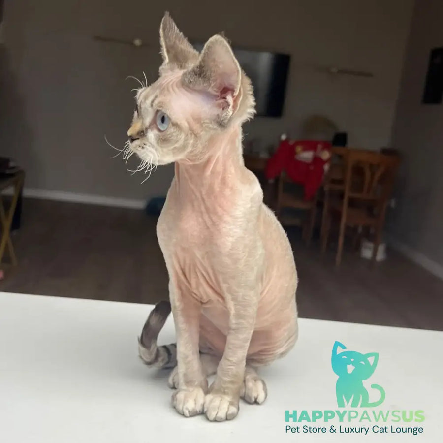 Sugar Devon Rex female black tortie tabby pointed - live animals