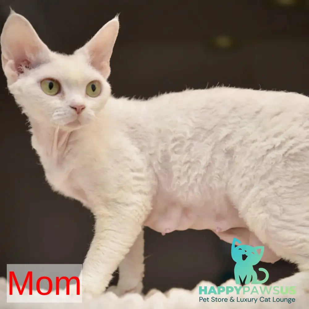 Sugar Devon Rex female black tortie tabby pointed - live animals