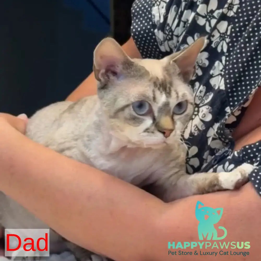 Sugar Devon Rex female black tortie tabby pointed - live animals