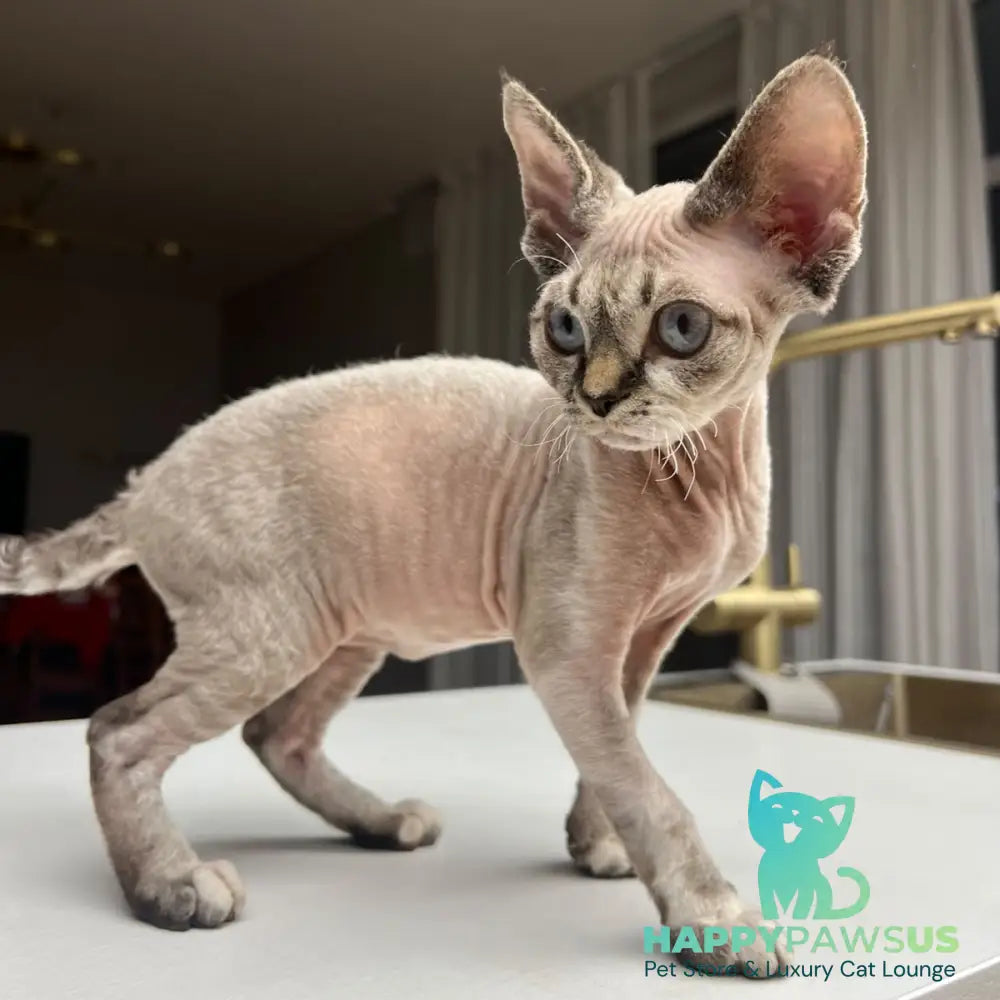 Sugar Devon Rex female black tortie tabby pointed - live animals