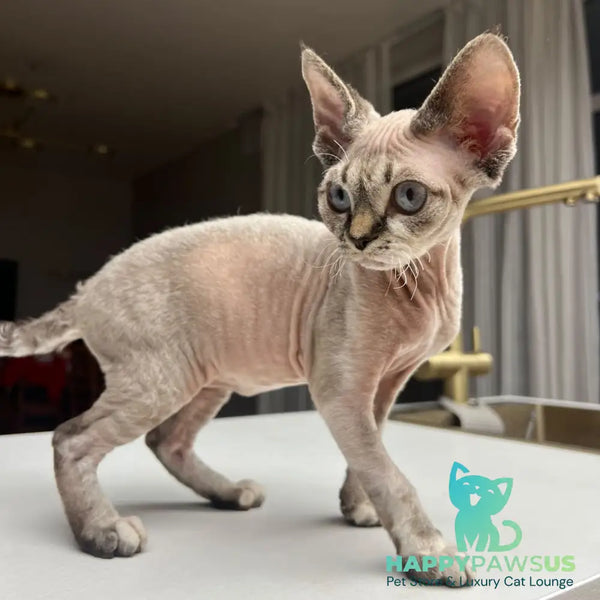 Sugar Devon Rex female black tortie tabby pointed - live animals