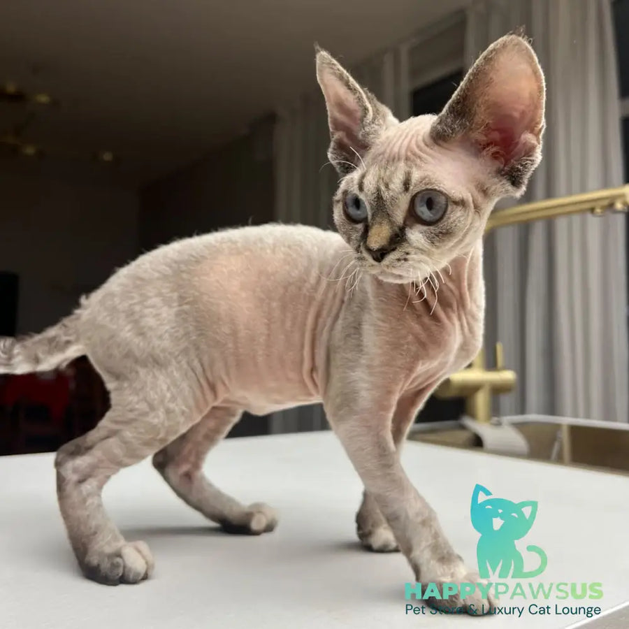Sugar Devon Rex female black tortie tabby pointed - live animals