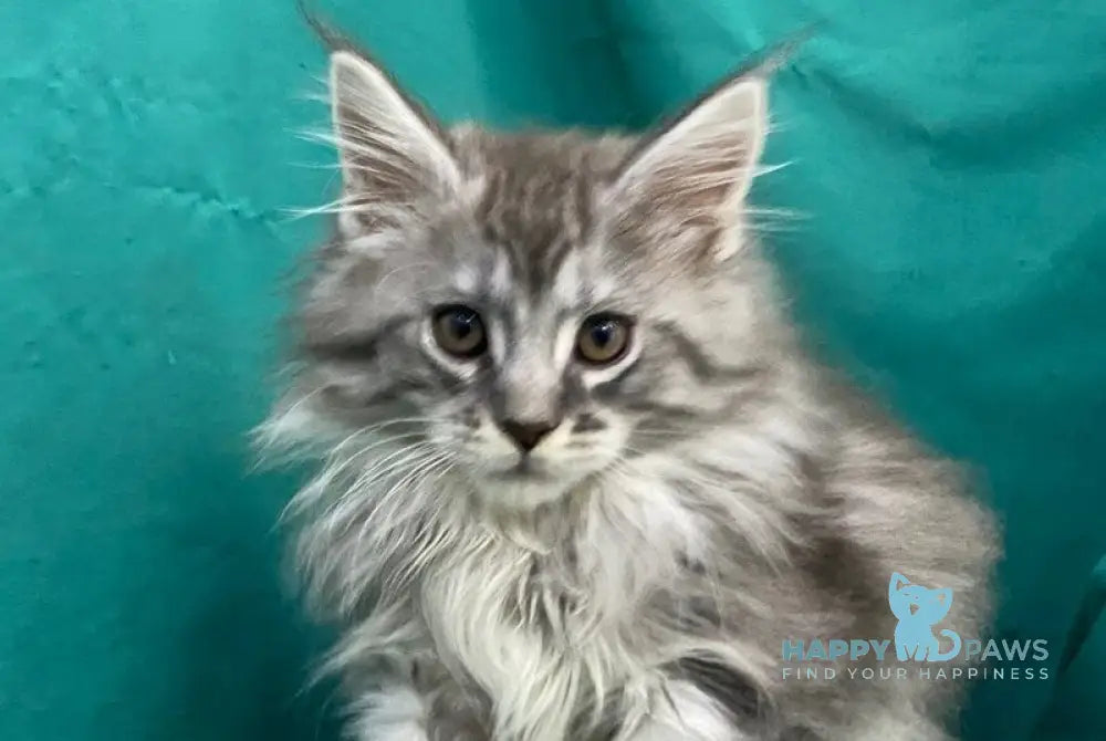 Sugar Surprise Maine Coon male black silver tabby live animals