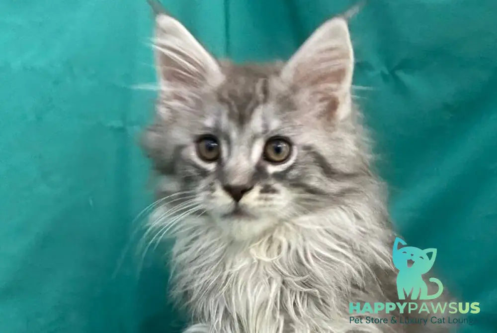 Sugar Surprise Maine Coon male black silver tabby live animals