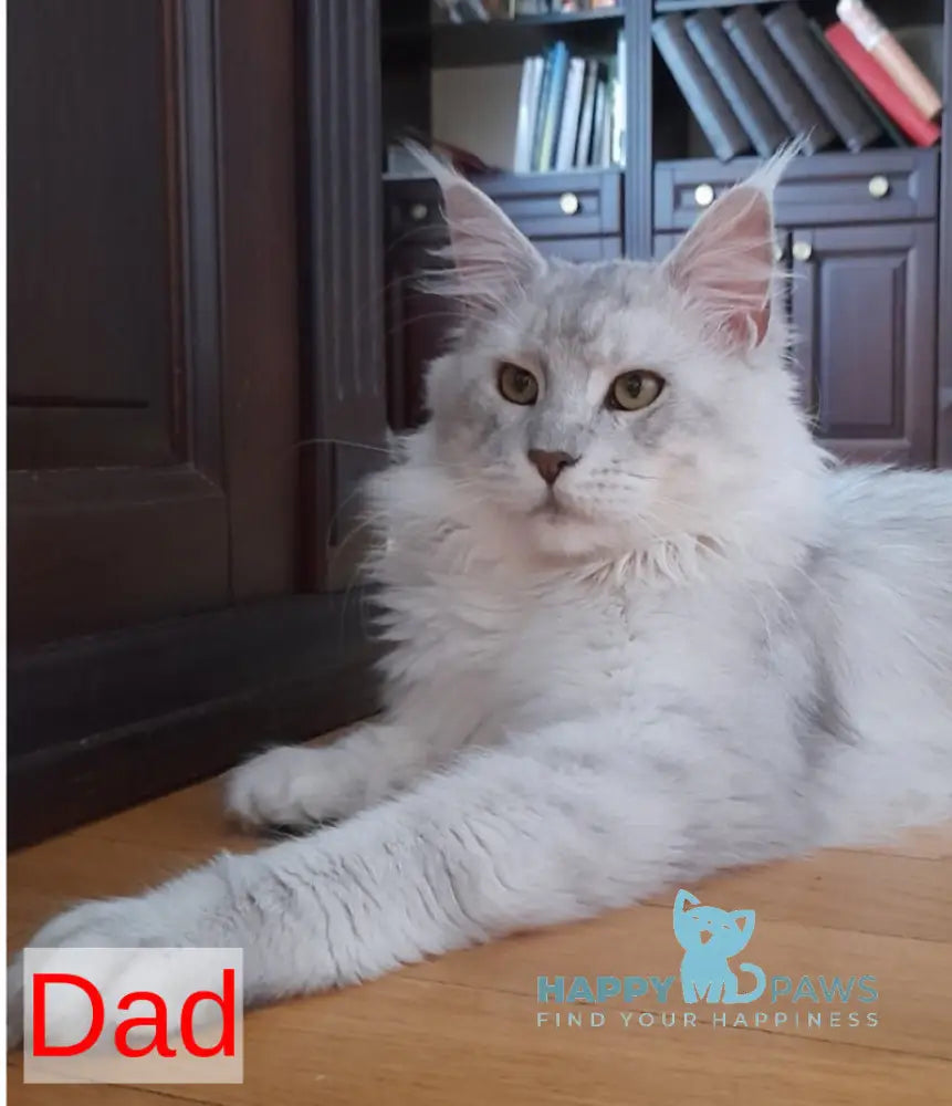 Sugar Surprise Maine Coon male black silver tabby live animals