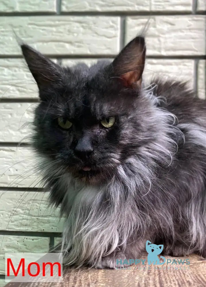 Sugar Surprise Maine Coon male black silver tabby live animals