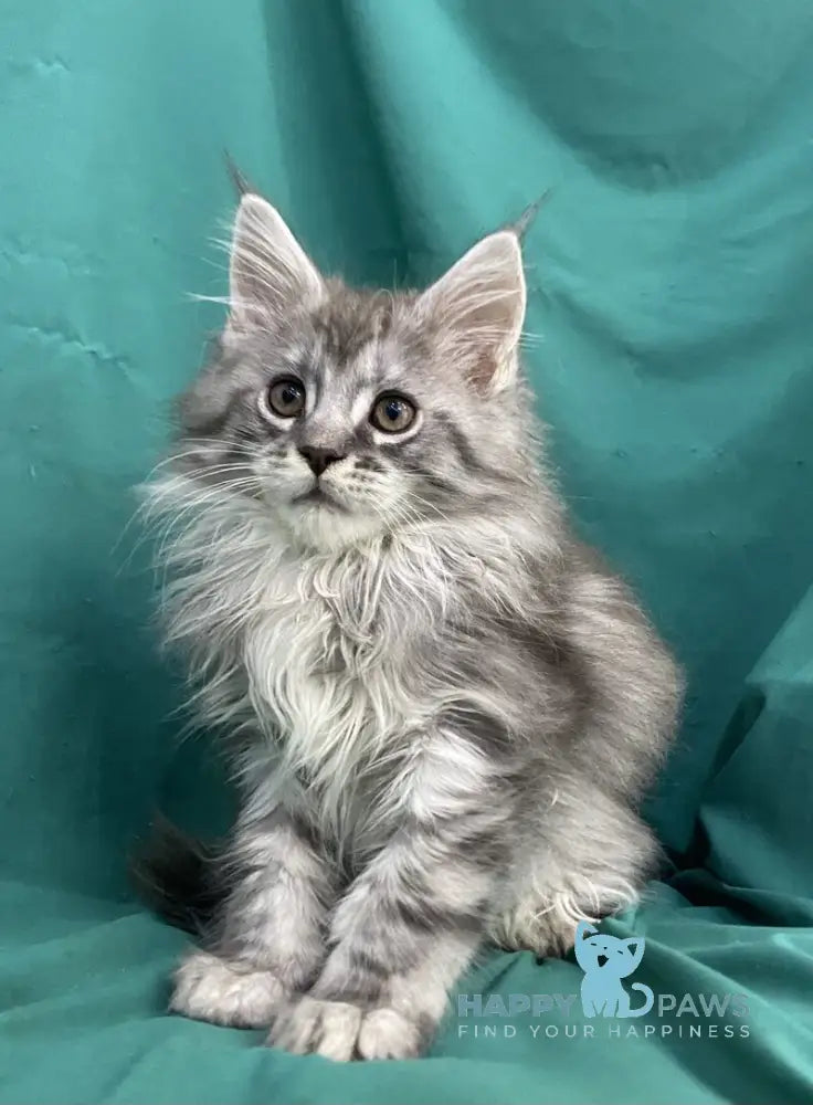 Sugar Surprise Maine Coon male black silver tabby live animals