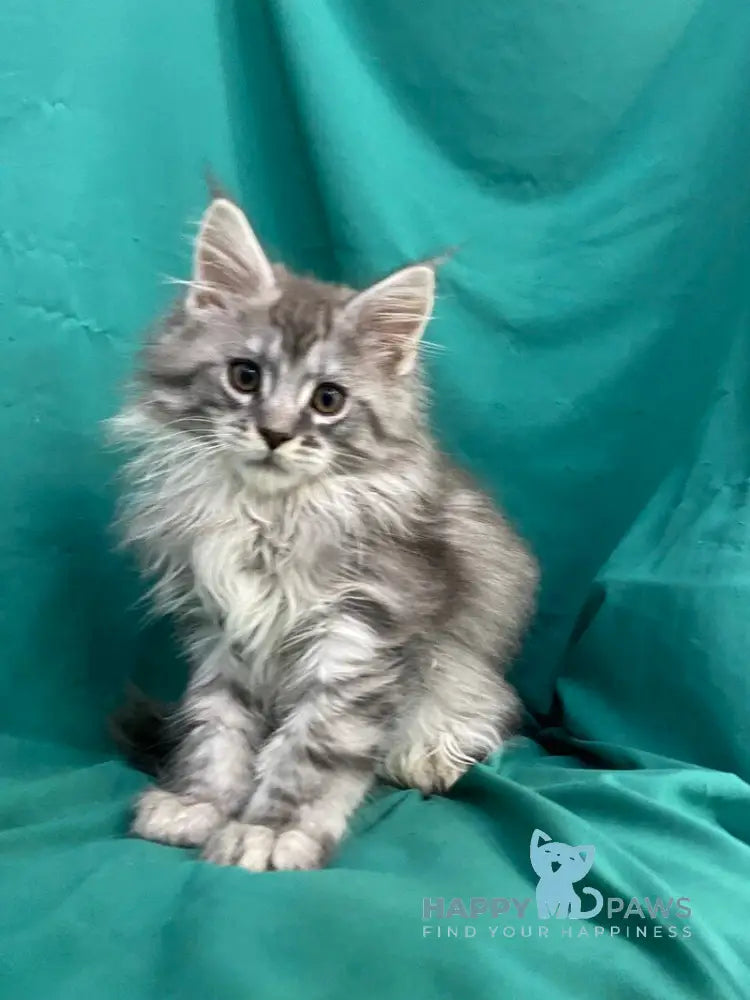 Sugar Surprise Maine Coon male black silver tabby live animals